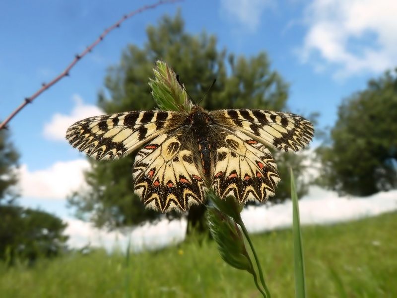 Un po di specie di oggi